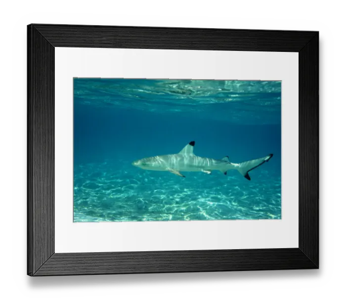 Framed Print : Blacktip reef shark (Carcharhinus melanopterus) juvenile in shallow water, Maldives Framed Print : Blacktip reef shark (Carcharhinus melanopterus) juvenile in shallow water, Maldives