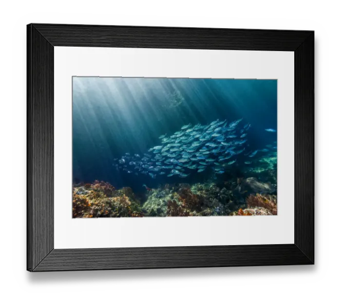 Framed Print : Blue and gold fusilier / Scissor tailed fusilier (Caesio caerulaurea) school swimming Framed Print : Blue and gold fusilier / Scissor tailed fusilier (Caesio caerulaurea) school swimming