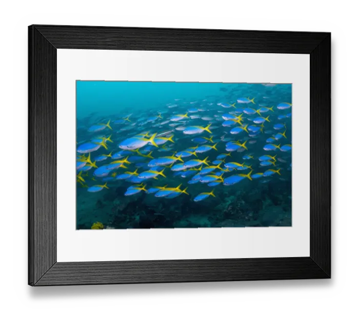 Framed Print : Yellow and blueback fusilier (Caesio teres) schooling over coral reef, West Papua Framed Print : Yellow and blueback fusilier (Caesio teres) schooling over coral reef, West Papua