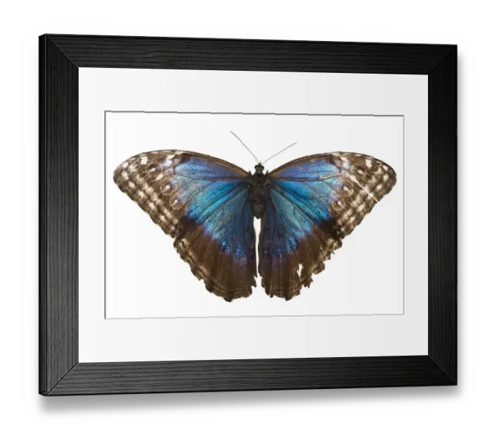 Framed Print : Morpho butterfly (Morpho peleides) photographed on white background. Costa Rica, March Framed Print : Morpho butterfly (Morpho peleides) photographed on white background. Costa Rica, March