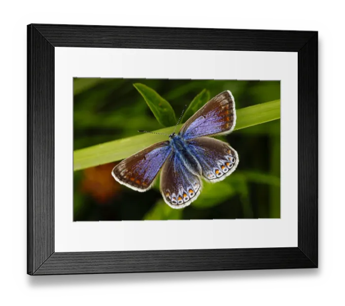 Framed Print : Common blue butterfly (Polyommatus icarus) female, Southwest London, England, UK Framed Print : Common blue butterfly (Polyommatus icarus) female, Southwest London, England, UK