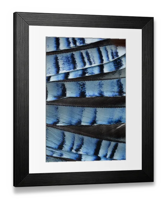 Framed Print : Close-up of a Jays (Garrulus glandarius) wing, showing blue covert feathers Framed Print : Close-up of a Jays (Garrulus glandarius) wing, showing blue covert feathers