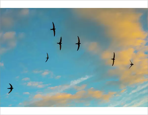 Swift (Apus apus) flock screaming in flight against blue sky and clouds, Monmouthshire