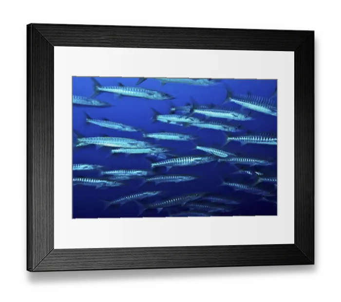Framed Print : School of Blackfin barracuda (Sphyraena qenie), Kimbe Bay, West New Britain, Papua Framed Print : School of Blackfin barracuda (Sphyraena qenie), Kimbe Bay, West New Britain, Papua