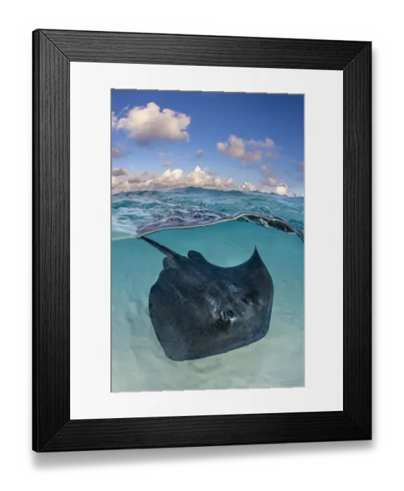 Framed Print : Southern stingray (Dasyatis americana) swimming over sand in shallow water, split Framed Print : Southern stingray (Dasyatis americana) swimming over sand in shallow water, split
