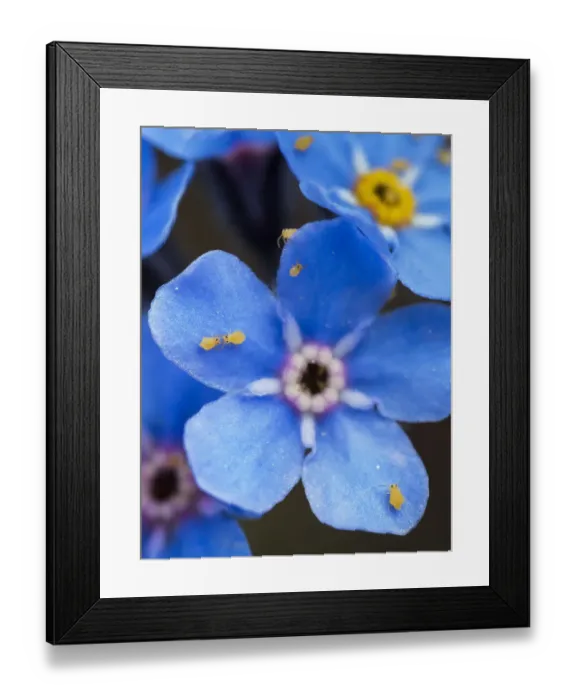 Framed Print : Yellow springtails (Symphypleona) on Forget-me-not flower (Myosotis) Zillertal Alps Framed Print : Yellow springtails (Symphypleona) on Forget-me-not flower (Myosotis) Zillertal Alps