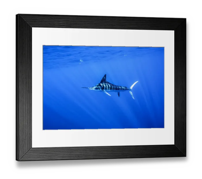 Framed Print : DELETE Striped marlin (Kajikia audax) feeding on bait balls, Eastern Pacific, Thetis Bank Framed Print : DELETE Striped marlin (Kajikia audax) feeding on bait balls, Eastern Pacific, Thetis Bank