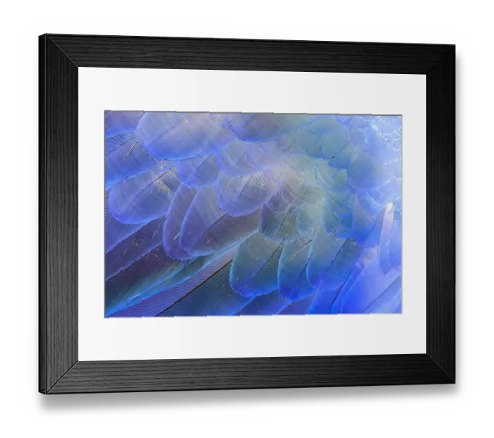 Framed Print : Close-up of Hyacinth Macaw (Anodorhynchus hyacinthinus feathers, Brazil Framed Print : Close-up of Hyacinth Macaw (Anodorhynchus hyacinthinus feathers, Brazil