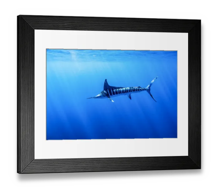 Framed Print : Striped marlin (Kajikia audax) feeding on bait balls, Eastern Pacific, Thetis Bank Framed Print : Striped marlin (Kajikia audax) feeding on bait balls, Eastern Pacific, Thetis Bank