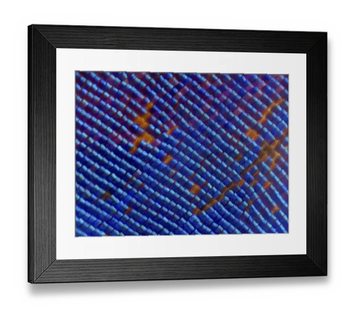 Framed Print : Blue iridescent scales of a Nymphalid butterfly (Epiphile orea) magnified 11x, deceased Framed Print : Blue iridescent scales of a Nymphalid butterfly (Epiphile orea) magnified 11x, deceased