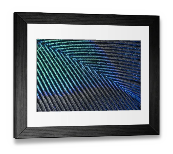 Framed Print : Peacock (Pavo cristatus feather close up showing iridescence at 10x magnification
