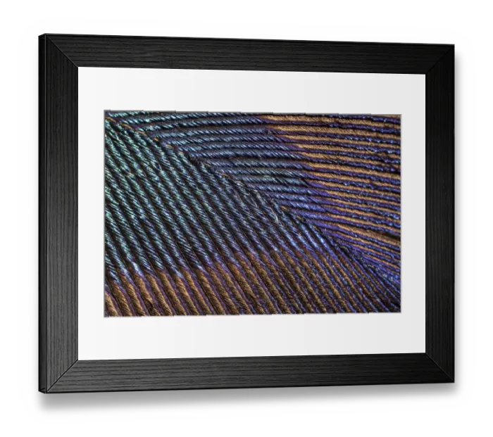 Framed Print : Peacock (Pavo cristatus feather close up showing iridescence at 10x magnification Framed Print : Peacock (Pavo cristatus feather close up showing iridescence at 10x magnification