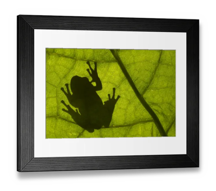 Framed Print : Common tree frog (Hyla arborea) silhouette viewed through leaf, the Netherlands