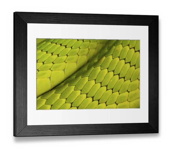 Framed Print : Eastern green mamba {Dendroaspis angusticeps} skin detail, captive, from East Africa Framed Print : Eastern green mamba {Dendroaspis angusticeps} skin detail, captive, from East Africa