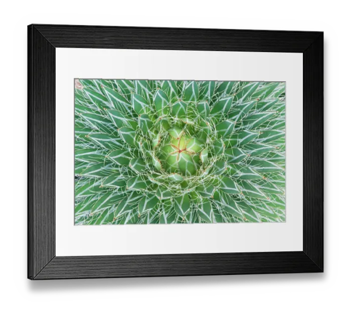 Framed Print : Agave cactus close up abstract (Agave sp) Botanical Garden, San Miguel de Allende, Mexico Framed Print : Agave cactus close up abstract (Agave sp) Botanical Garden, San Miguel de Allende, Mexico