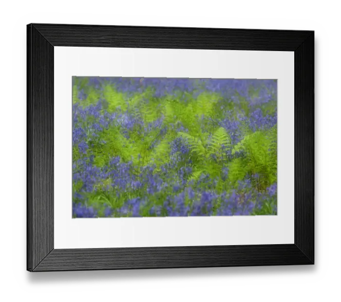 Framed Print : RF- Bluebells (Hyacinthoides non-scripta / Endymion scriptum) flowering in Broad buckler fern Framed Print : RF- Bluebells (Hyacinthoides non-scripta / Endymion scriptum) flowering in Broad buckler fern