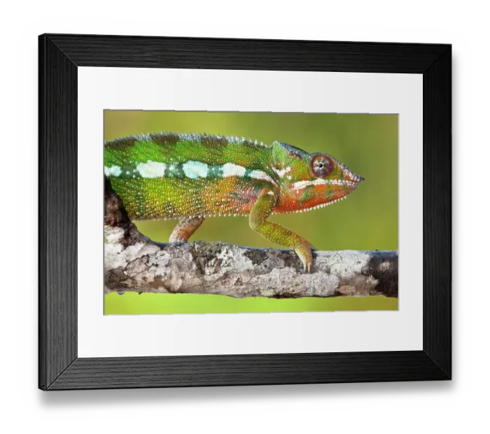 Framed Print : Panther chameleon {Furcifer pardalis} walking along branch, Masoala Peninsula National Park, north east Madagascar Framed Print : Panther chameleon {Furcifer pardalis} walking along branch, Masoala Peninsula National Park, north east Madagascar