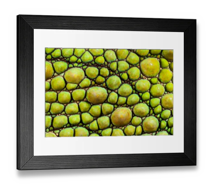 Framed Print : Panther Chameleon {Furcifer pardalis} close-up of skin, green colouration Framed Print : Panther Chameleon {Furcifer pardalis} close-up of skin, green colouration