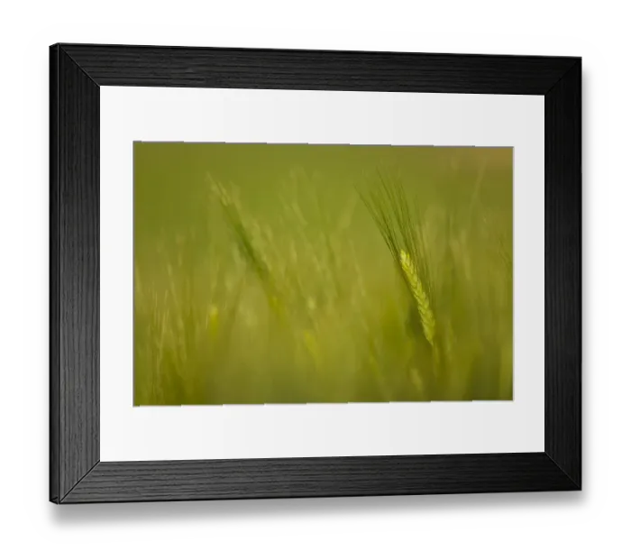 Framed Print : Head of Barley (Hordeum sp) Spain, April Framed Print : Head of Barley (Hordeum sp) Spain, April