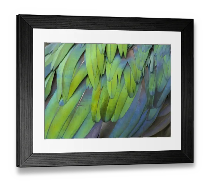 Framed Print : Close up of feathers of Nicobar pigeon (Caloenas nicobarica) from south east asia Framed Print : Close up of feathers of Nicobar pigeon (Caloenas nicobarica) from south east asia