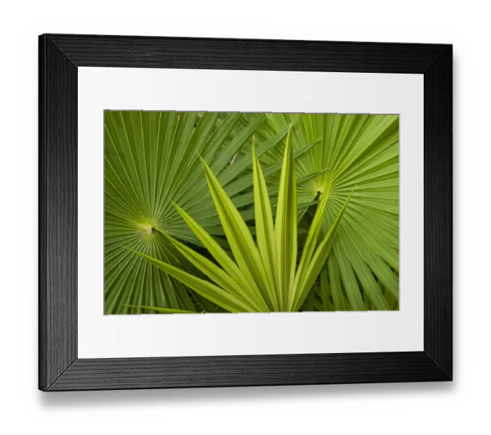 Framed Print : Palm Frond detail. Mahahual Penninsula, South Yucatan Peninsula, Mexico Framed Print : Palm Frond detail. Mahahual Penninsula, South Yucatan Peninsula, Mexico