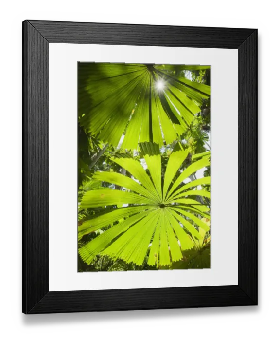 Framed Print : View up thorugh Licuala Fan palms (Licuala ramsayi) Licuala State Forest, Mission Beach Framed Print : View up thorugh Licuala Fan palms (Licuala ramsayi) Licuala State Forest, Mission Beach