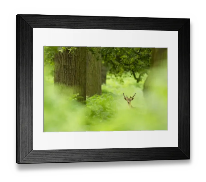Framed Print : Fallow deer (Dama dama) amongst bracken in oak woodland, Cheshire, UK, August, Highly Commended Framed Print : Fallow deer (Dama dama) amongst bracken in oak woodland, Cheshire, UK, August, Highly Commended
