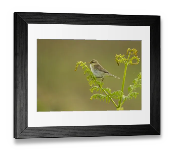 Framed Print : Willow warbler (Phylloscopus trochilus) perched on fern, Murlough Nature Reserve Framed Print : Willow warbler (Phylloscopus trochilus) perched on fern, Murlough Nature Reserve
