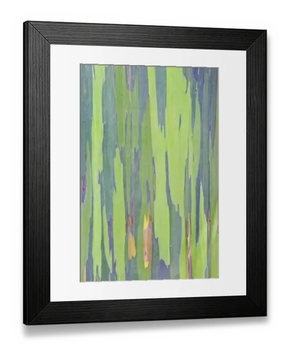 Framed Print : Rainbow Eucalyptus (Eucalyptus sp. ) bark detail. Maui, Hawaii, February Framed Print : Rainbow Eucalyptus (Eucalyptus sp. ) bark detail. Maui, Hawaii, February