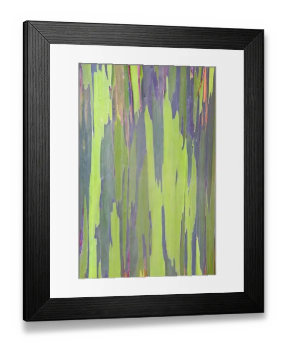 Framed Print : Rainbow Eucalyptus (Eucalyptus sp. ) bark detail. Maui, Hawaii, February Framed Print : Rainbow Eucalyptus (Eucalyptus sp. ) bark detail. Maui, Hawaii, February