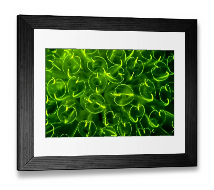 Framed Print : Light-bulb sea squirts (Clavelina lepadiformis), a colonial filter feeding invertebrate Framed Print : Light-bulb sea squirts (Clavelina lepadiformis), a colonial filter feeding invertebrate