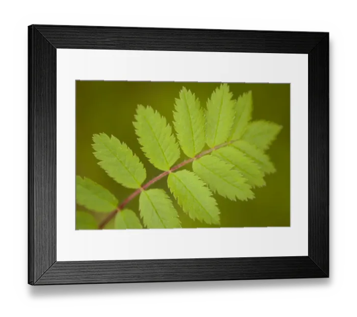Framed Print : Rowan (Sorbus aucuparia) fresh leaves in spring, Beinn Eighe NNR, Highlands, NW Scotland Framed Print : Rowan (Sorbus aucuparia) fresh leaves in spring, Beinn Eighe NNR, Highlands, NW Scotland