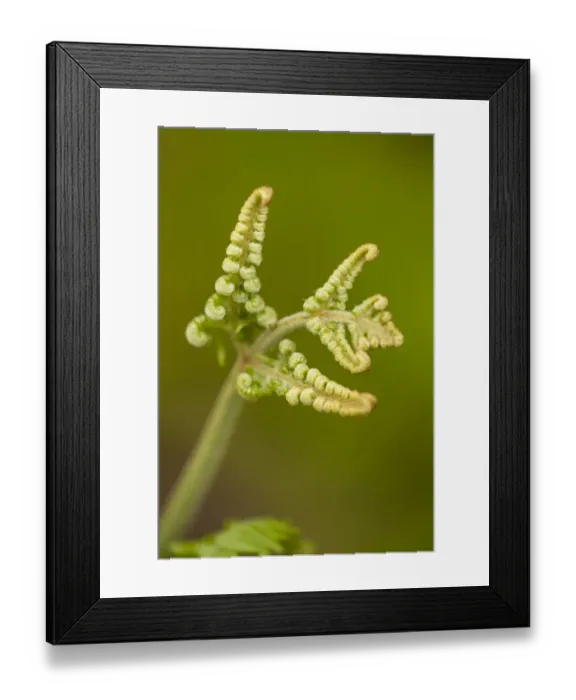 Framed Print : Bracken (Pteridium aquilinum) fresh leaves unfurling in spring, Beinn Eighe NNR, Highlands Framed Print : Bracken (Pteridium aquilinum) fresh leaves unfurling in spring, Beinn Eighe NNR, Highlands