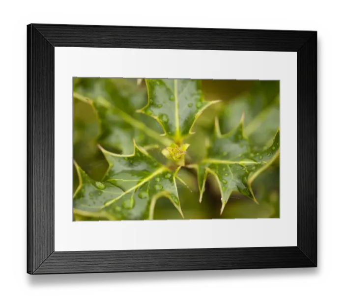 Framed Print : Fresh leaves of Holly (Ilex aquilfolium) with rain drops in spring, Beinn Eighe NNR Framed Print : Fresh leaves of Holly (Ilex aquilfolium) with rain drops in spring, Beinn Eighe NNR
