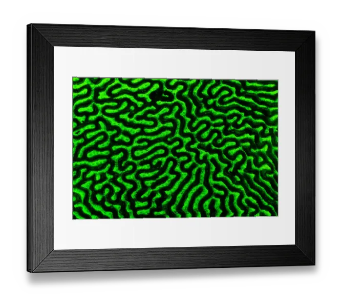 Framed Print : Brain coral (Diploria strigosa) photographed under blue light to excite the fluorescence Framed Print : Brain coral (Diploria strigosa) photographed under blue light to excite the fluorescence