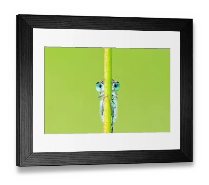 Framed Print : Blue-tailed damselfly (Ischnura elegans), Cornwall, England, UK, June. 2020VISION Exhibition. 2020VISION Book Plate Framed Print : Blue-tailed damselfly (Ischnura elegans), Cornwall, England, UK, June. 2020VISION Exhibition. 2020VISION Book Plate