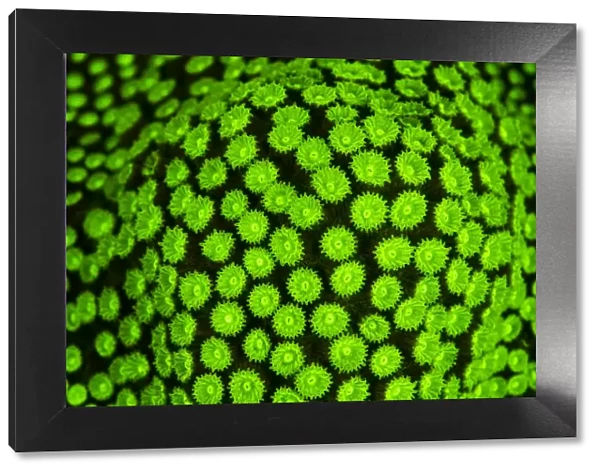 RF- Boulder star coral (Montastrea annularis) showing fluorescent green coloration