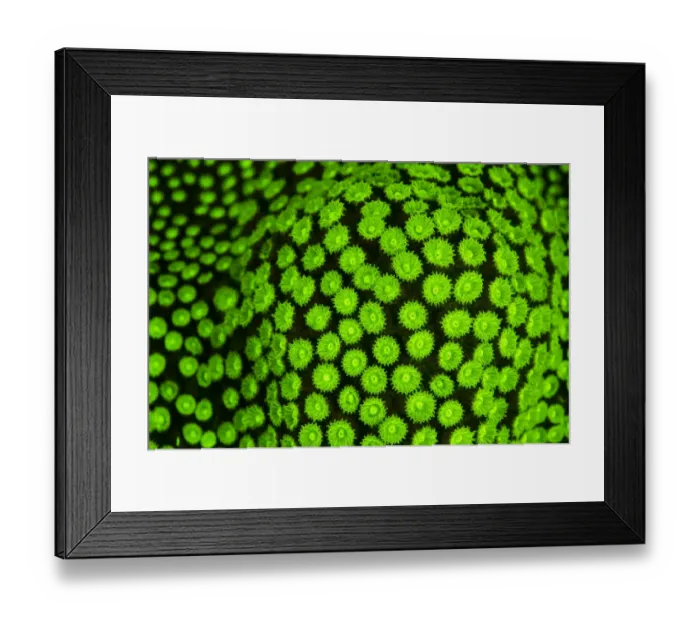 Framed Print : RF- Boulder star coral (Montastrea annularis) showing fluorescent green coloration Framed Print : RF- Boulder star coral (Montastrea annularis) showing fluorescent green coloration