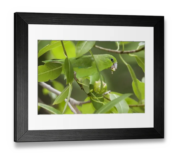 Framed Print : Mexican Parrotlet (Forpus cyanopygius) feeding. Maria Madre Island, Islas Marias Biosphere Reserve Framed Print : Mexican Parrotlet (Forpus cyanopygius) feeding. Maria Madre Island, Islas Marias Biosphere Reserve