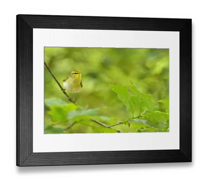 Framed Print : Wood Warbler (Phylloscopus sibilatrix) perched among sessile oak leaves. Wales, May Framed Print : Wood Warbler (Phylloscopus sibilatrix) perched among sessile oak leaves. Wales, May