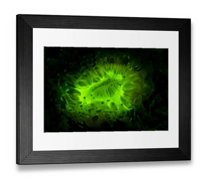 Framed Print : Devonshire cup coral (Caryophyllia smithii) photographed under deep blue light to reveal Framed Print : Devonshire cup coral (Caryophyllia smithii) photographed under deep blue light to reveal