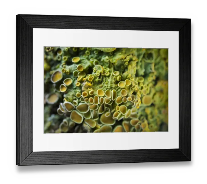 Framed Print : Lichen (Xanthoria parietina) found growing on a twig, showing mass of apothecia Framed Print : Lichen (Xanthoria parietina) found growing on a twig, showing mass of apothecia