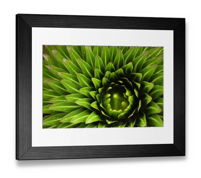 Framed Print : Lobelia (Lobelia deckenii) plant, the only alpine species of lobelia on Mount Kilimanjaro
