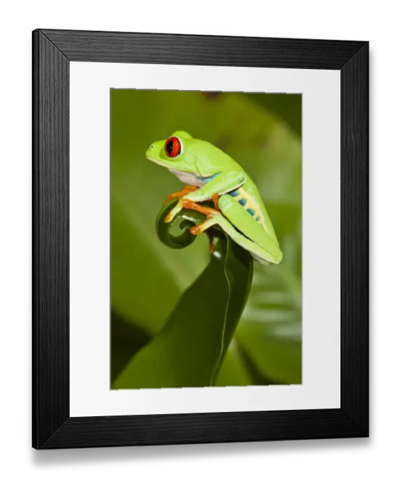 Framed Print : Red-eyed Treefrog (Agalychnis callidryas) on leaf, captive, from South America Framed Print : Red-eyed Treefrog (Agalychnis callidryas) on leaf, captive, from South America