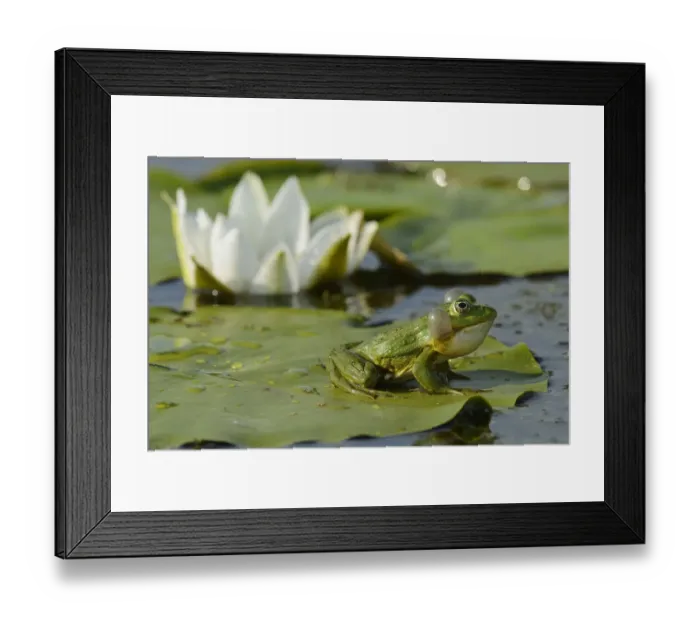 Framed Print : RF- Pool Frog (Rana lessonae) sitting on white lily pad, Danube delta rewilding area, Romania Framed Print : RF- Pool Frog (Rana lessonae) sitting on white lily pad, Danube delta rewilding area, Romania