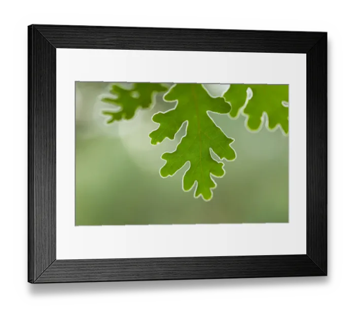 Framed Print : Pyrenean oak tree leaves (Quercus pyrenaica), Campanarios de Azaba Biological Reserve Framed Print : Pyrenean oak tree leaves (Quercus pyrenaica), Campanarios de Azaba Biological Reserve