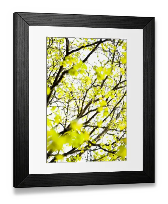 Framed Print : Fresh new leaves on tree abstract, Scotland, April