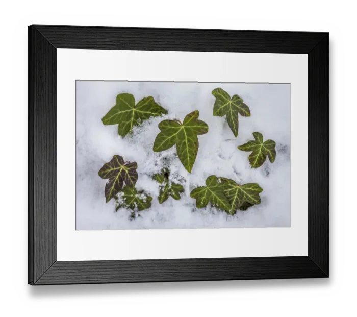 Framed Print : Ivy (Hedera helix) clump protruding through snow. Peak District National Park, Derbyshire