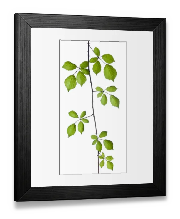 Framed Print : Bramble (Rubus plicatus) leaves and stem against white background. France, August Framed Print : Bramble (Rubus plicatus) leaves and stem against white background. France, August