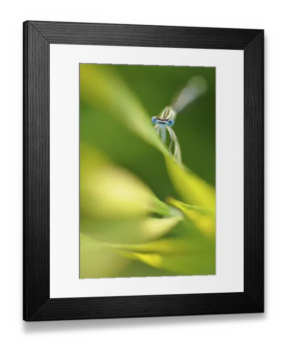 Framed Print : Male Azure damselfly (Coenagrion puella) resting on a leaf, Vallee de la Seille (Seille Valley) Framed Print : Male Azure damselfly (Coenagrion puella) resting on a leaf, Vallee de la Seille (Seille Valley)
